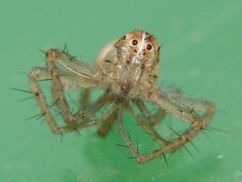 Réf. 252 512 : Oxyopes lineatus
